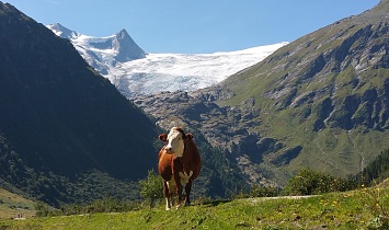 Die Kühe verbringen den ganzen Sommer auf den saftigen Almwiesen in den Osttiroler Bergen